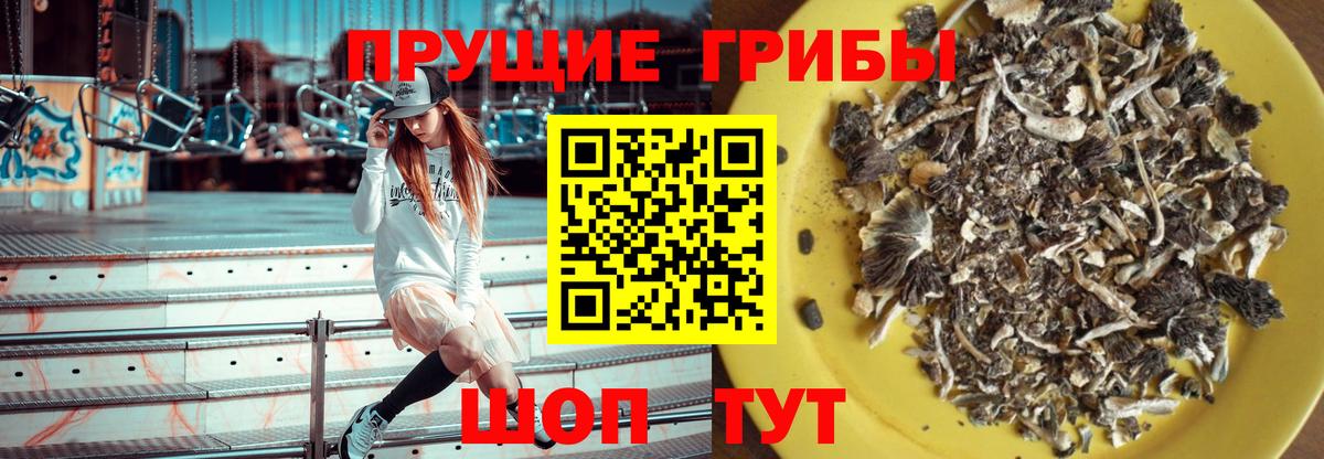 Псилоцибиновые грибы Cubensis Боровичи